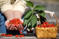 5月18日至6月16日，&ldquo;櫻桃之約&rdquo;邀你共赴！